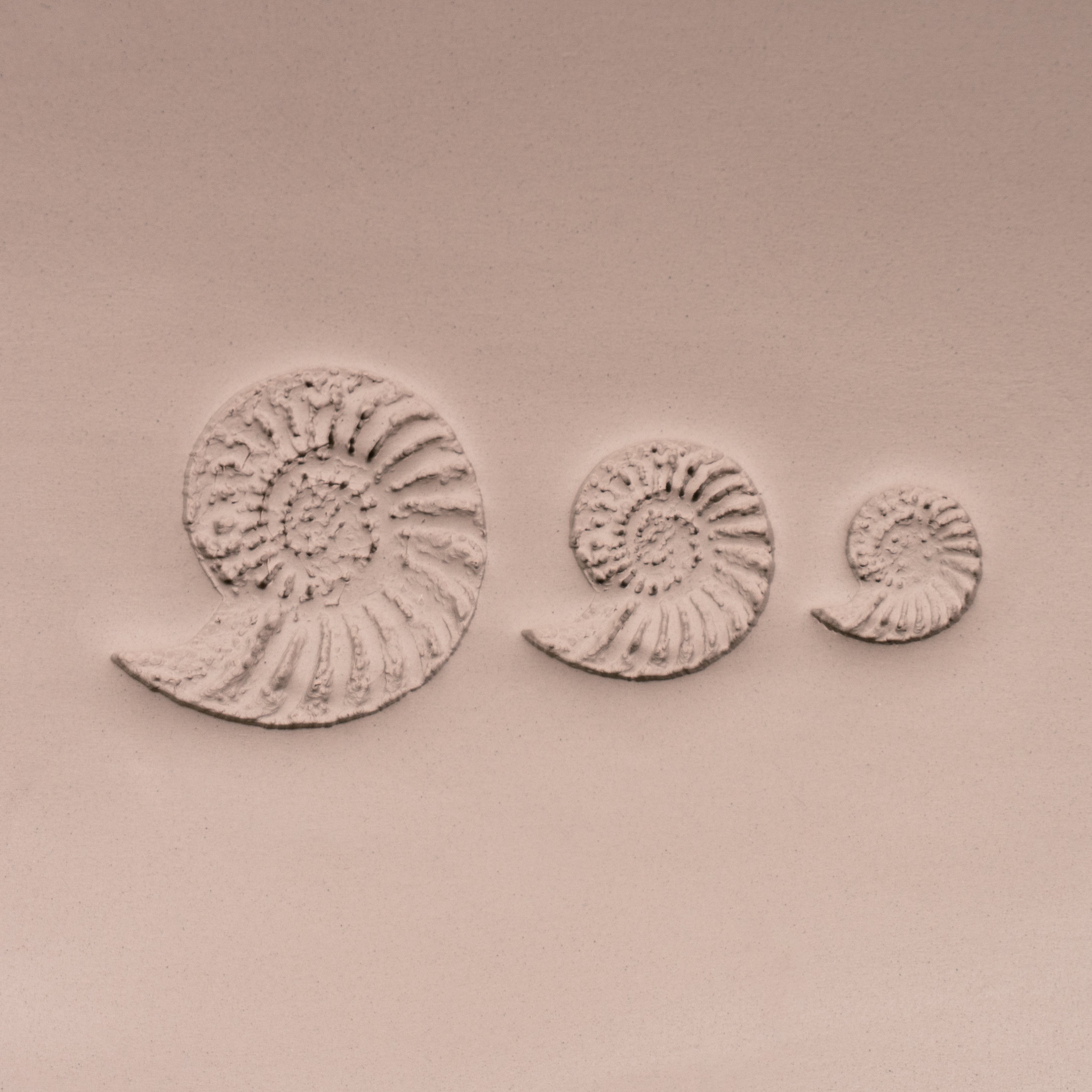 Ammonite Fossil Shell Stamp - Photo Textured - Style #1
