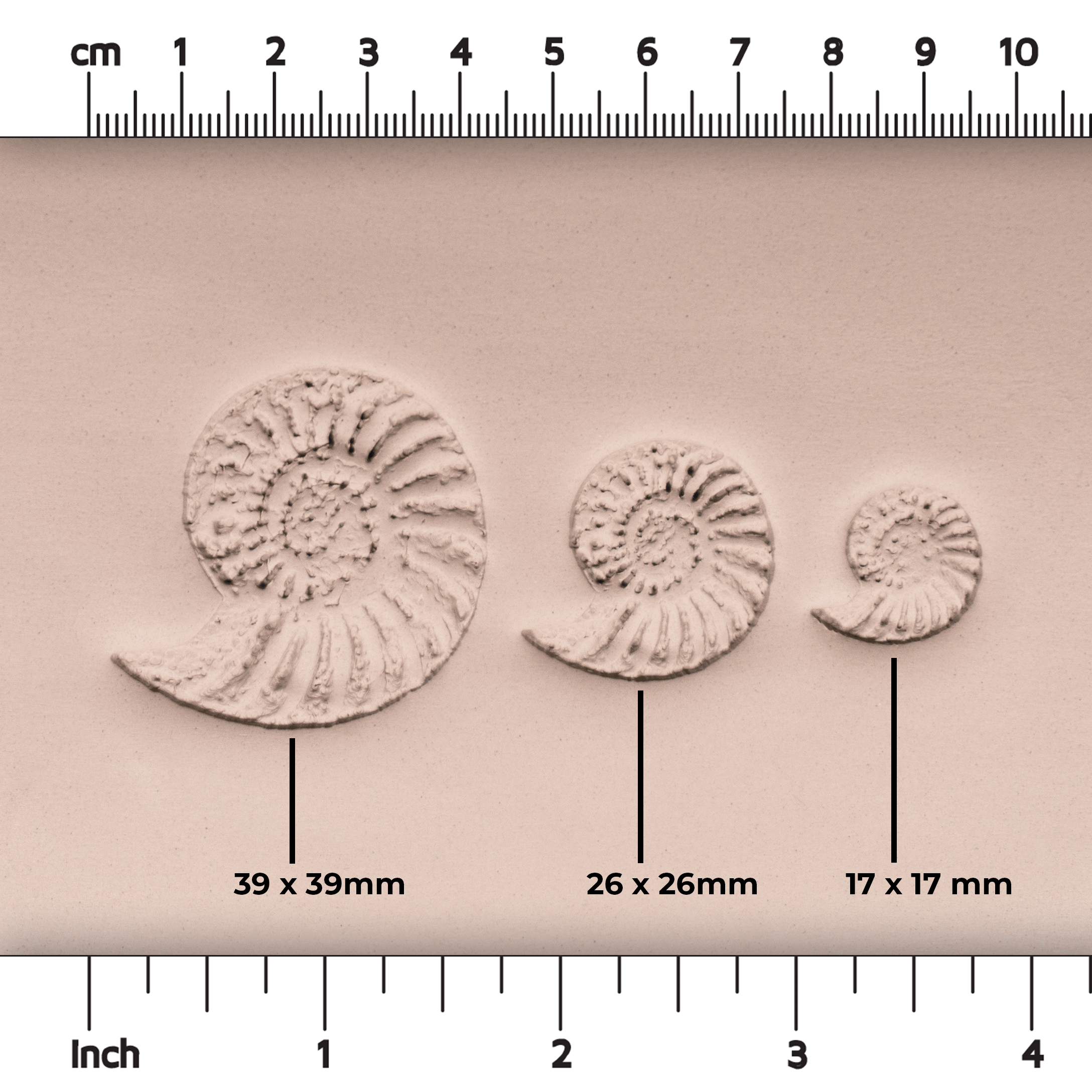 Ammonite Fossil Shell Stamp - Photo Textured - Style #1