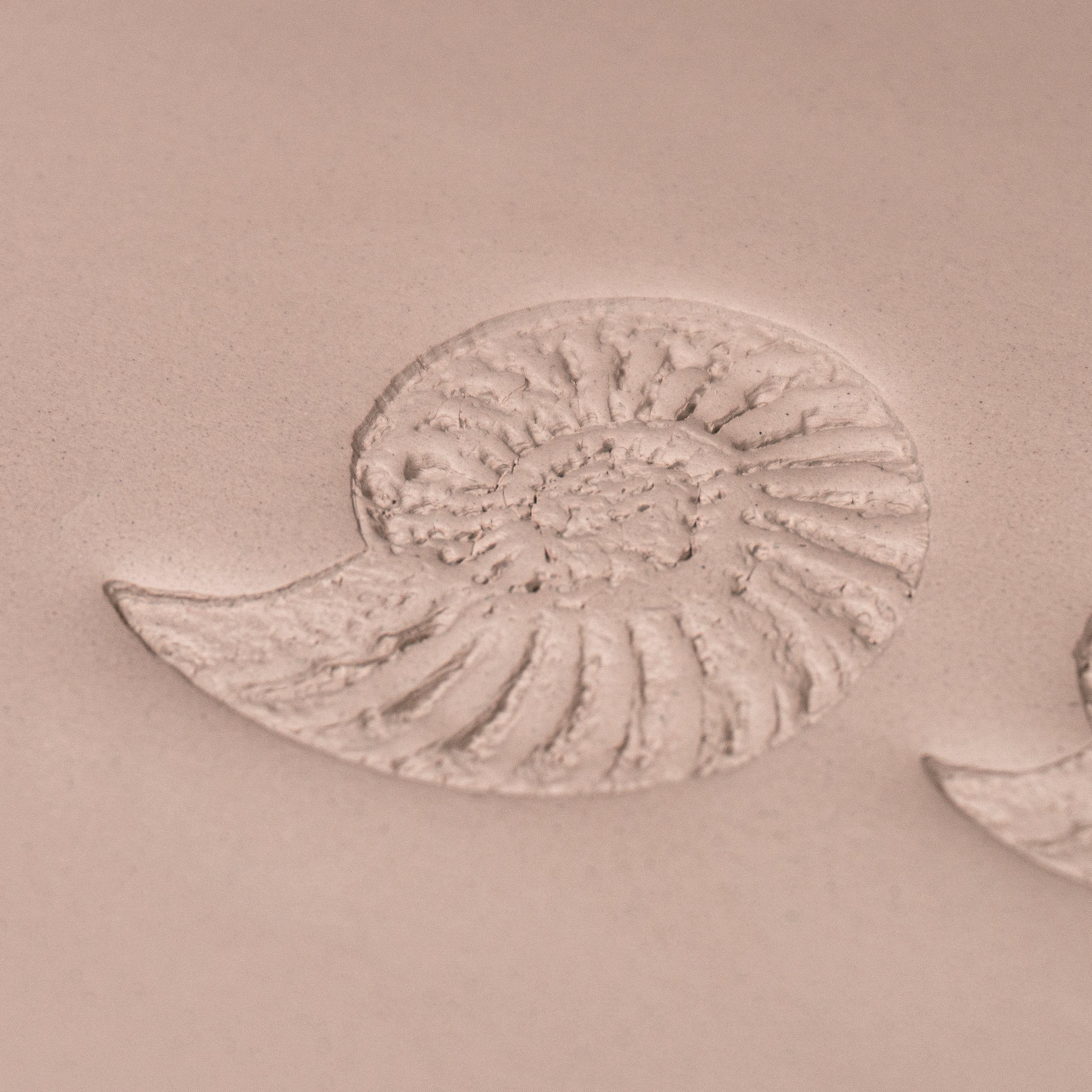 Ammonite Fossil Shell Stamp - Photo Textured - Style #1