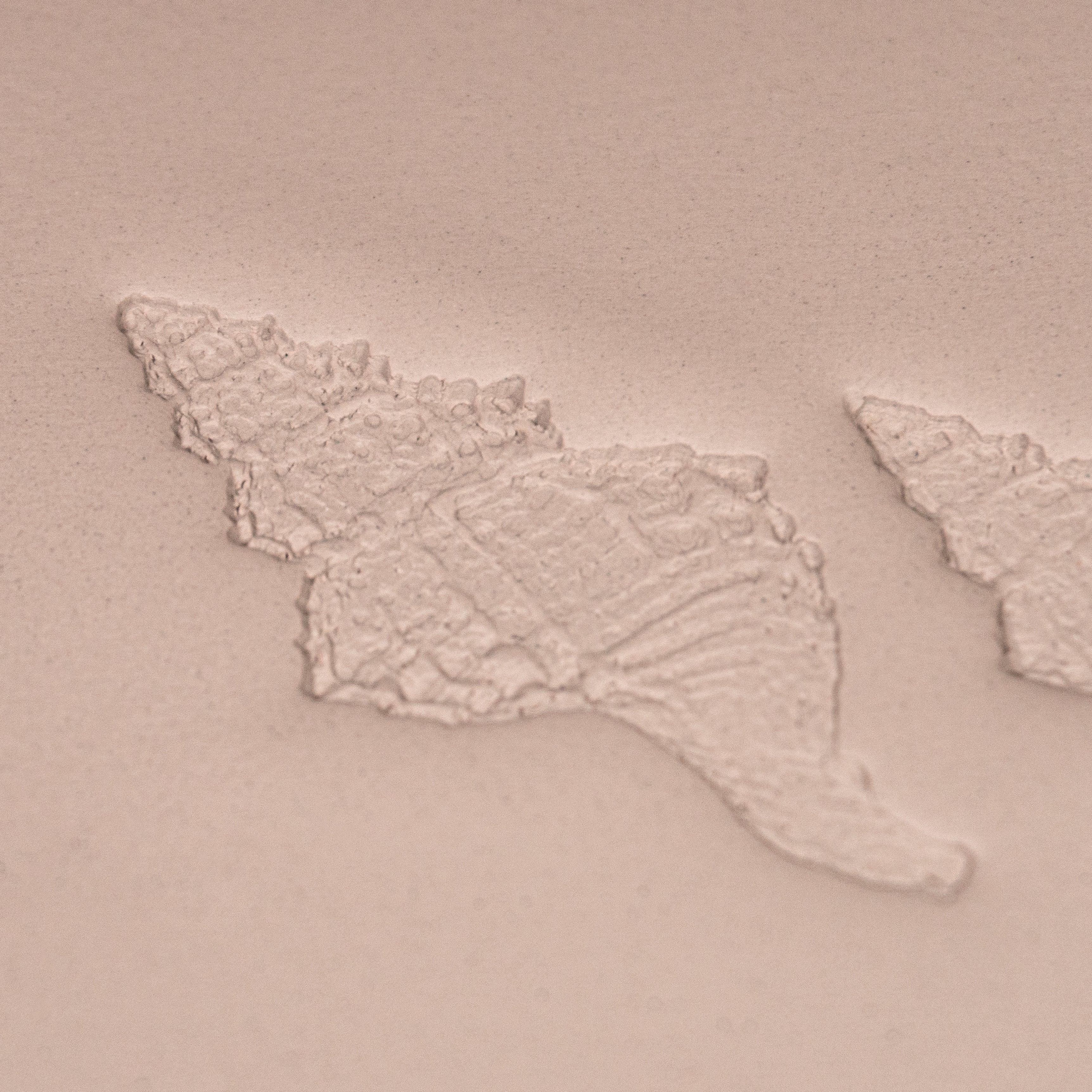 Conch Shell Stamp - Photo Textured - Style #1