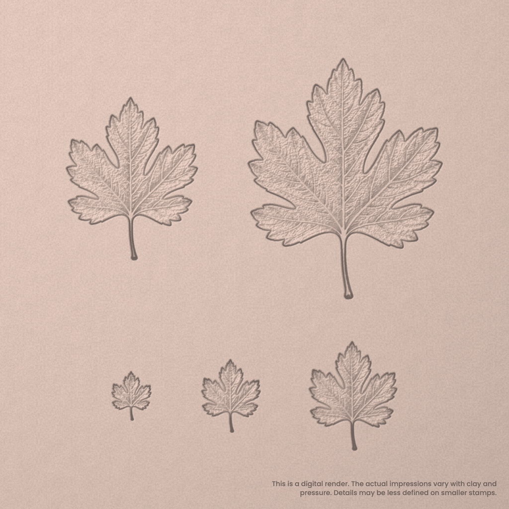 Hawthorn Leaf Stamps - Photo Textured